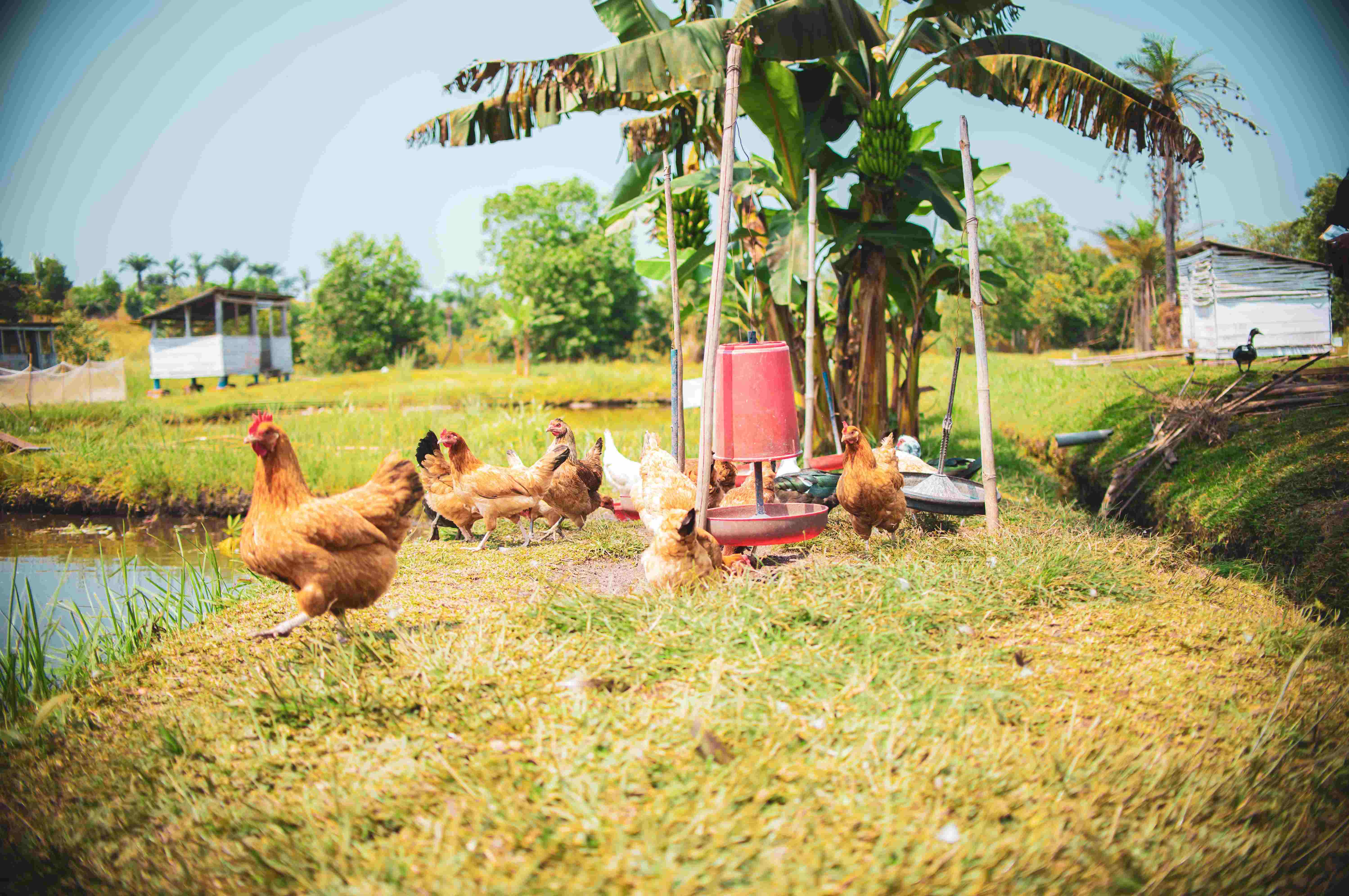 Activités d'élevage