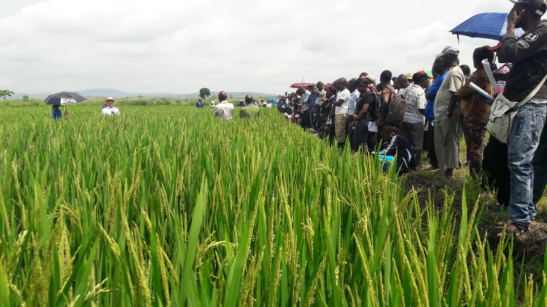 Production de semences