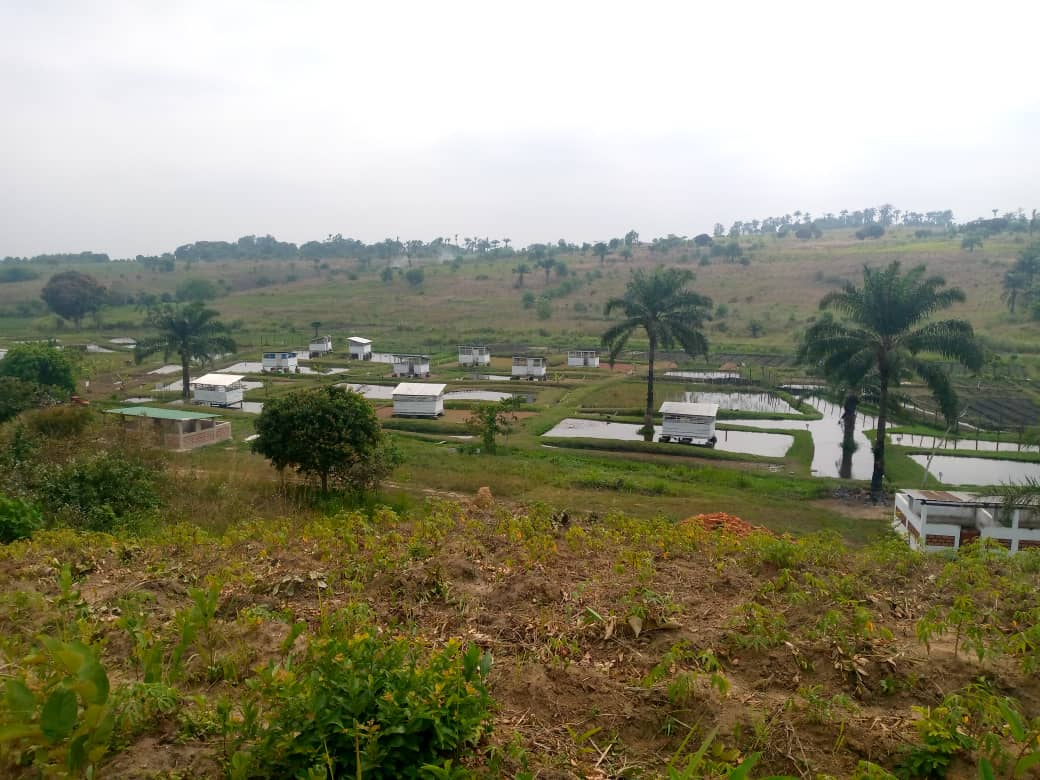 Champs de démonstration